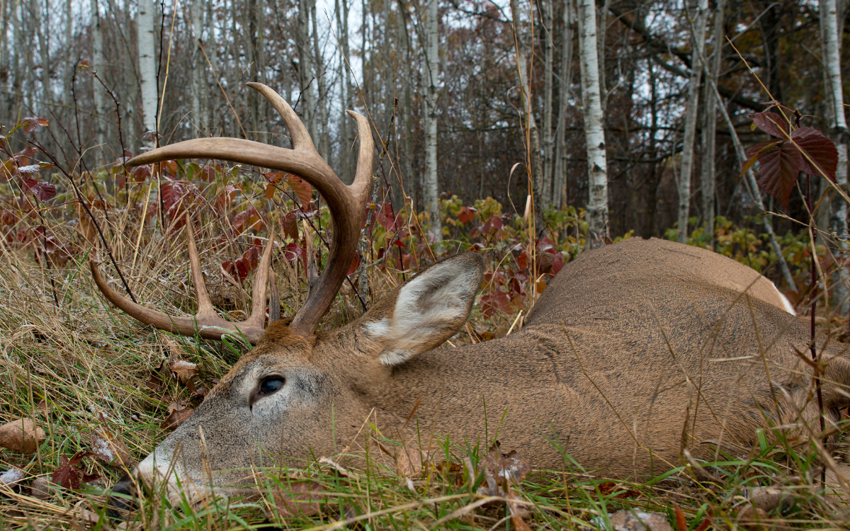 Maximizing Hunting Land ROI in Mount Ayr, Iowa: Timber, Food Plots & Habitat Improvements